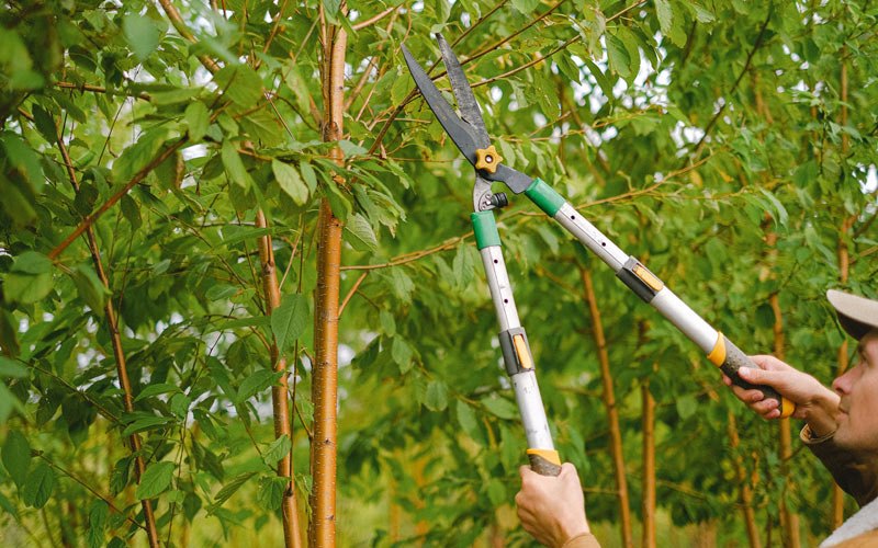 Tree trimming in Scottsbluff, NE